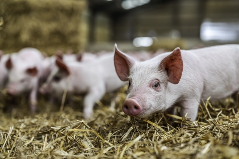 Three key insights to reduce feed costs highlighted at World Pork Expo