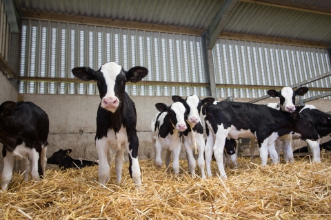 CBS Bio Platforms and EastGen launch new health tool for calves